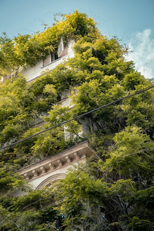 Free A stunning urban scene featuring a historic building enveloped in lush green ivy. Stock Photo