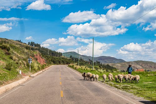 A Shepherd Walking with a Flock of Sheep by the Road in Mountains 