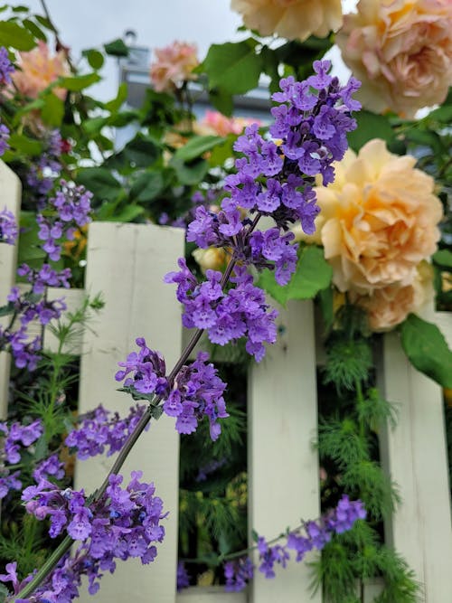 Fence with Flowerd