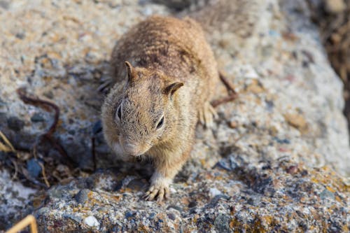 Kostenlos Kostenloses Stock Foto zu eichhörnchen, fels, klein Stock-Foto