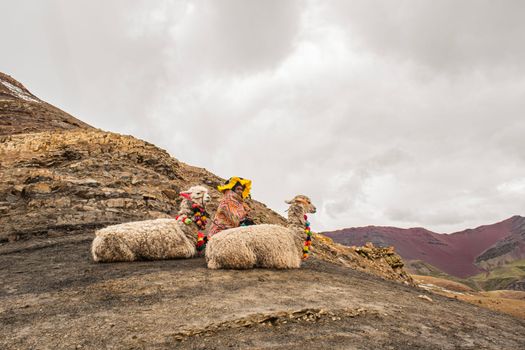 Lying Lama Sheep in Mountains