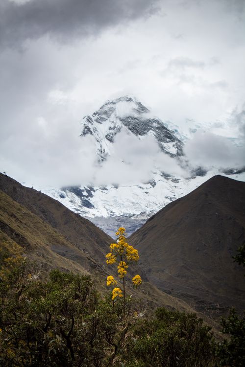 Free Breathtaking view of a majestic snowcapped mountain with vibrant yellow wildflowers in the foreground. Stock Photo