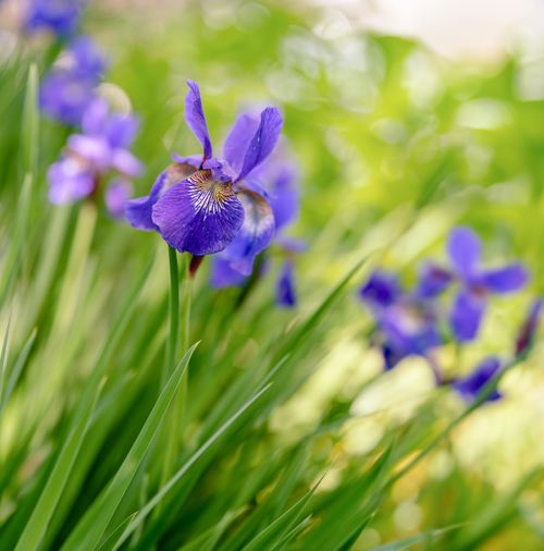 Free Beautiful close-up of purple irises in a sunlit garden with green foliage background. Stock Photo