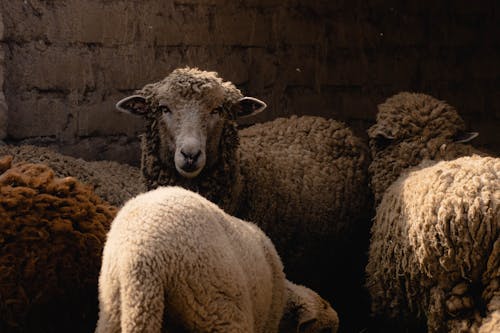 Ilmainen kuvapankkikuva tunnisteilla eläimet, lammas, lammaslauma