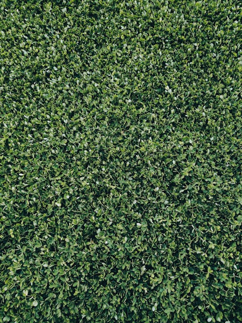 Close-up of Green Hedge