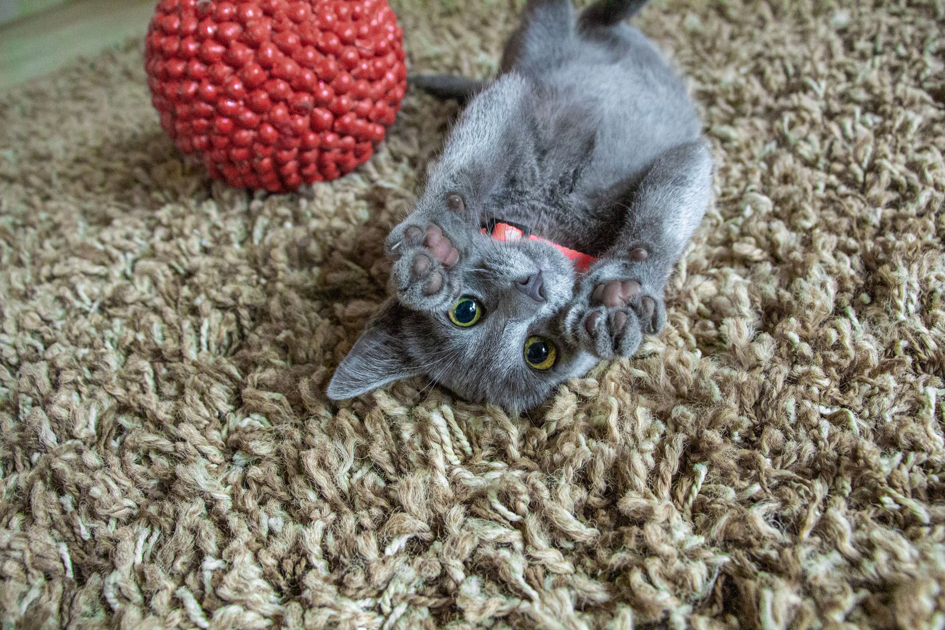 Keep Indoor Cats Happy: Essential Stimulation & Entertainment