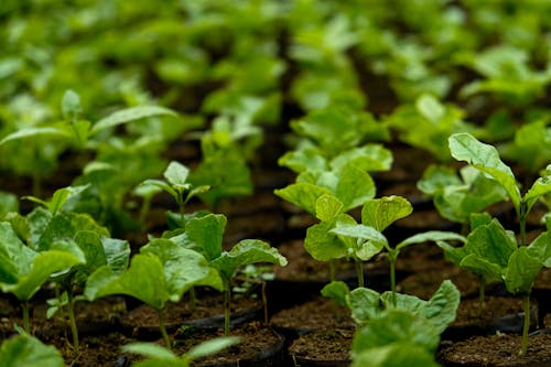 Field of Green Growths