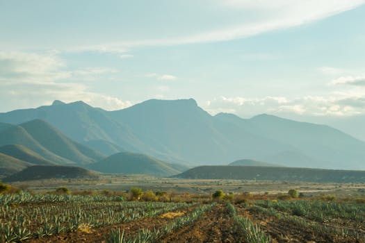Beautiful scenic view of agave fields against the backdrop of Sierra Madre mountains in Oaxaca, Mexico.