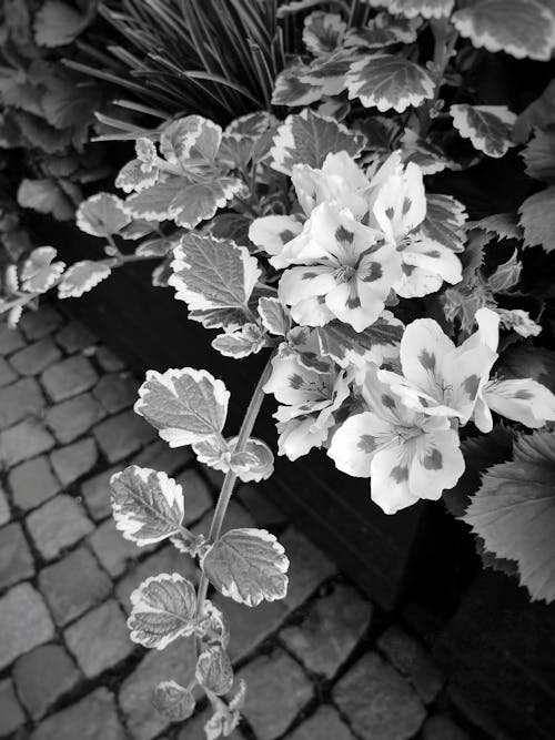 Darmowe zdjęcie z galerii z blackandwhitephoto, blackandwhitephotography, botaniczny