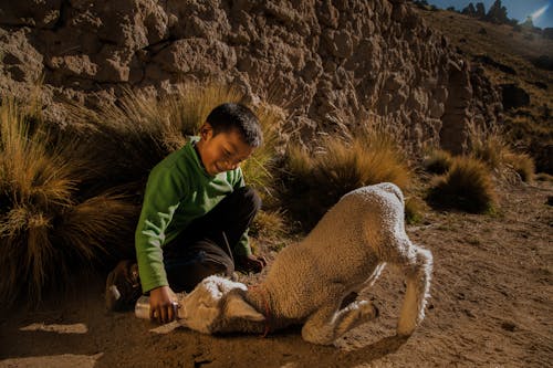 A Boy Feeding a Lamb with Milk from a Bottle 