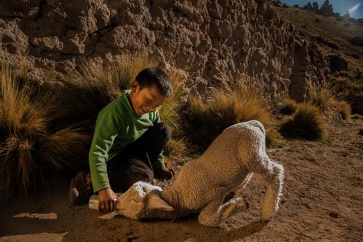 A Boy Feeding a Lamb with Milk from a Bottle 