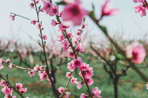 Close-up of Pink Flowers of Cherry Blossom 