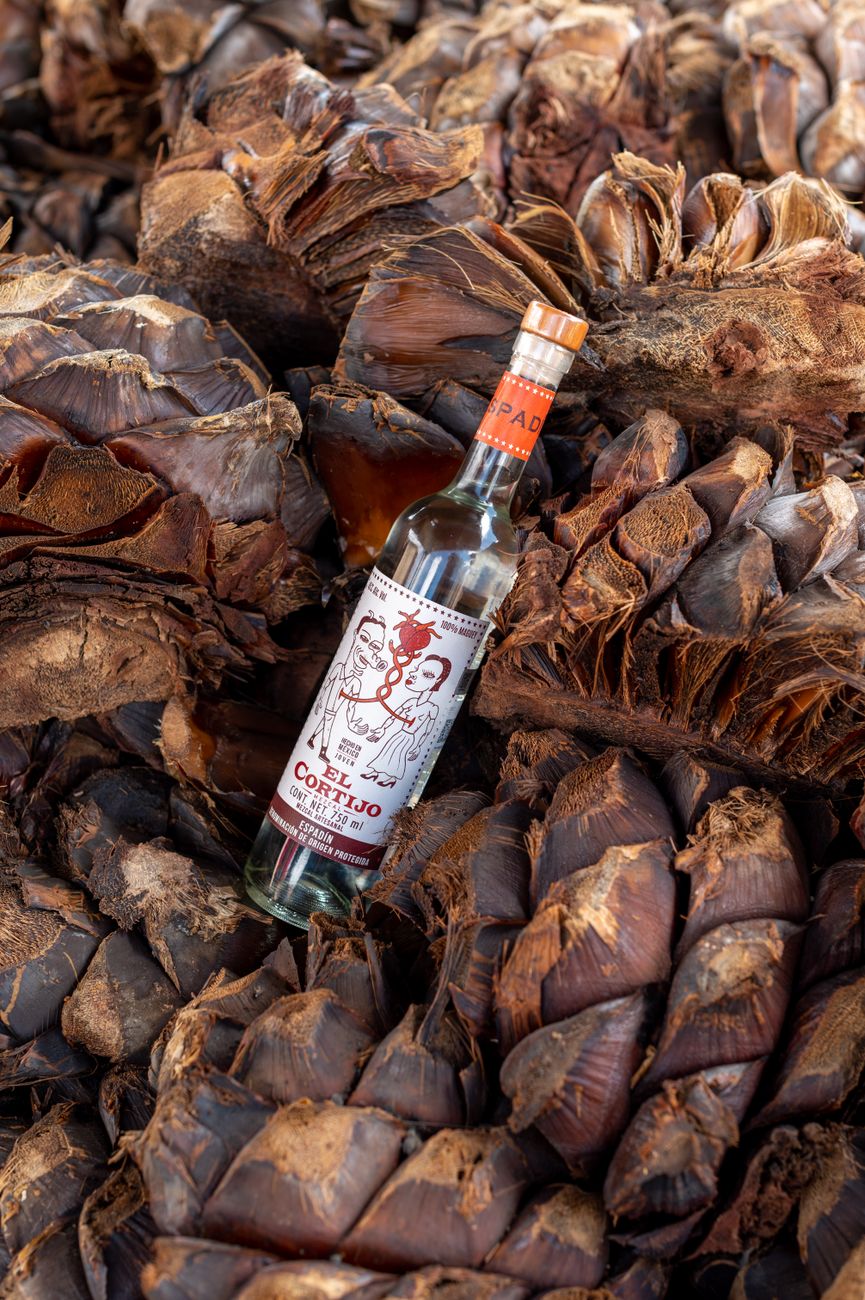 A bottle set among dried agave leaves, the kind of visual shorthand that local producers have to inherit without pretending to own tequila's history.