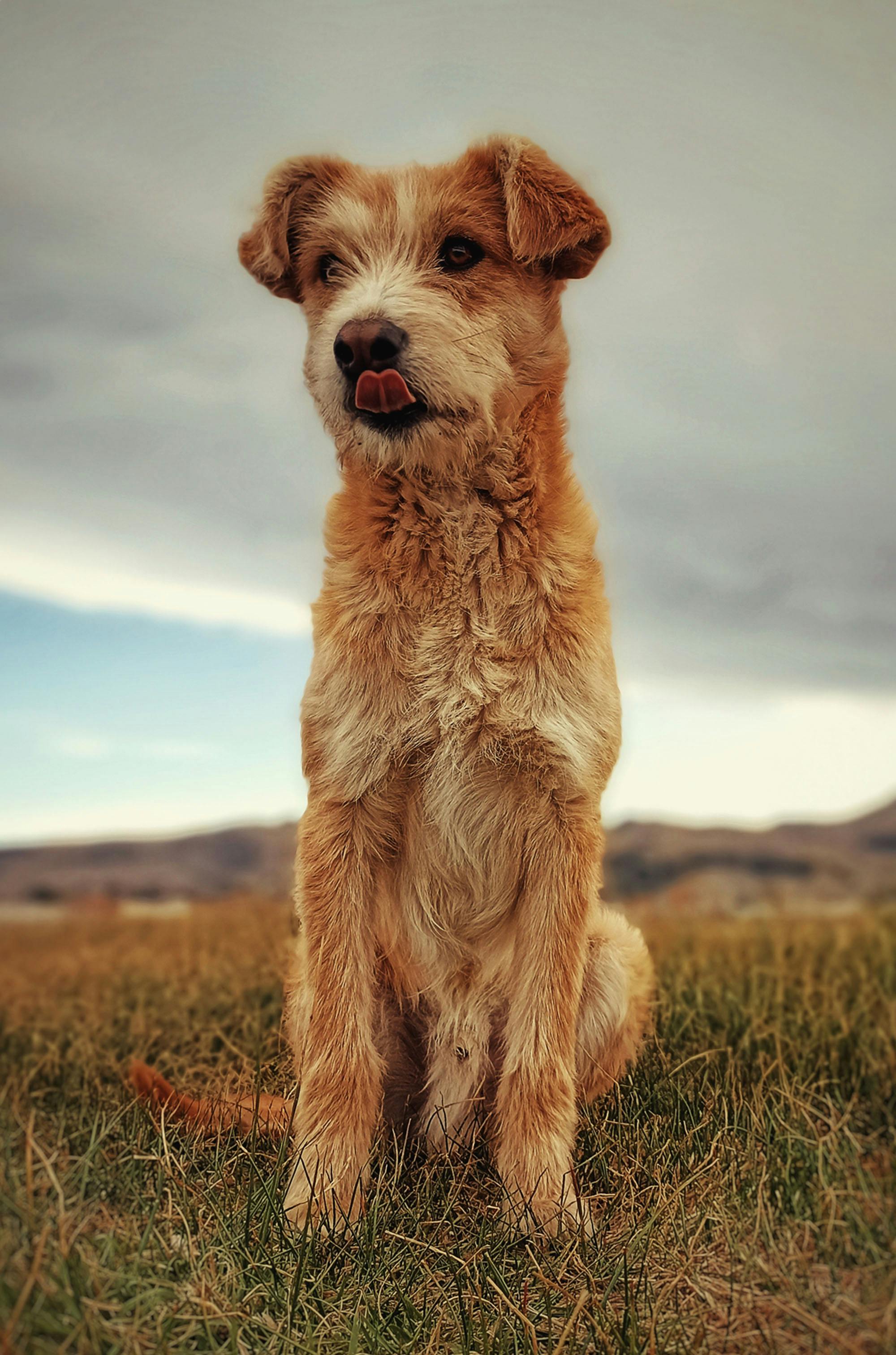 Gratis Fotos de stock gratuitas de adorable, al aire libre, amante de los perros Foto de stock