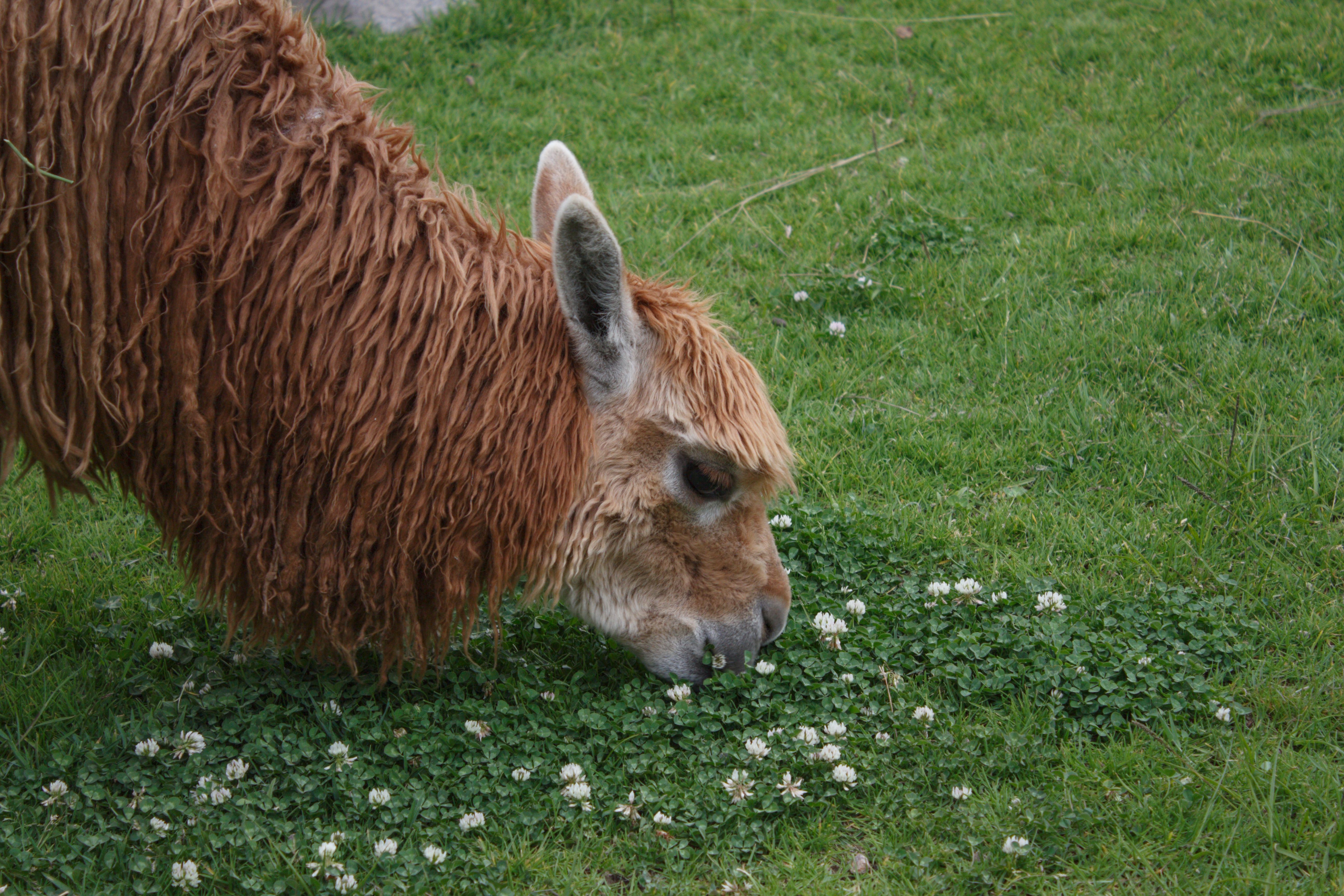 Close-up of an alpaca eating grass, Arequipa, Peru (illustrative)