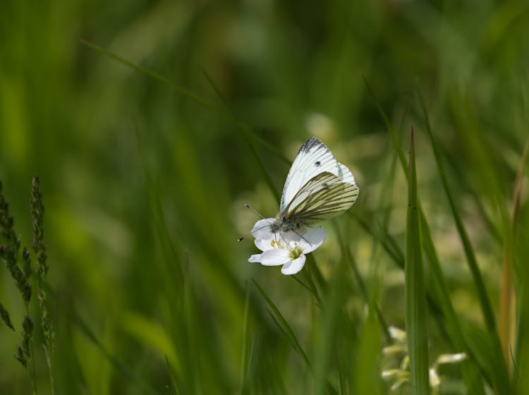 Butterfly On Flower In Grass