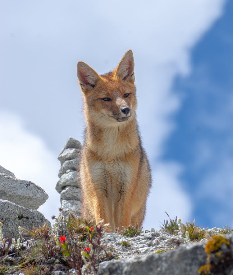 Portrait Of Fox