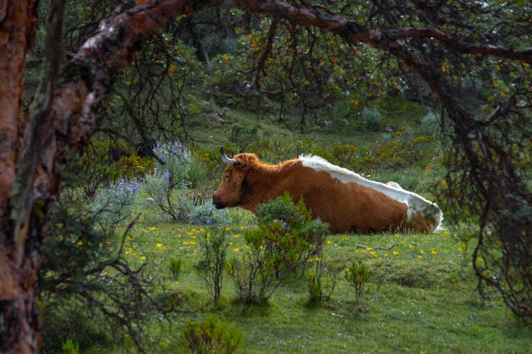 Cow Among Trees And Flowers