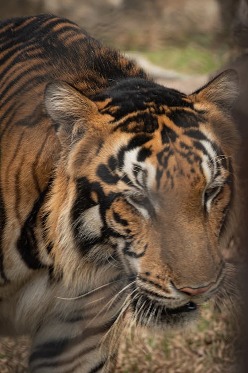 Imagine de stoc gratuită din fotografie de animale, tigru