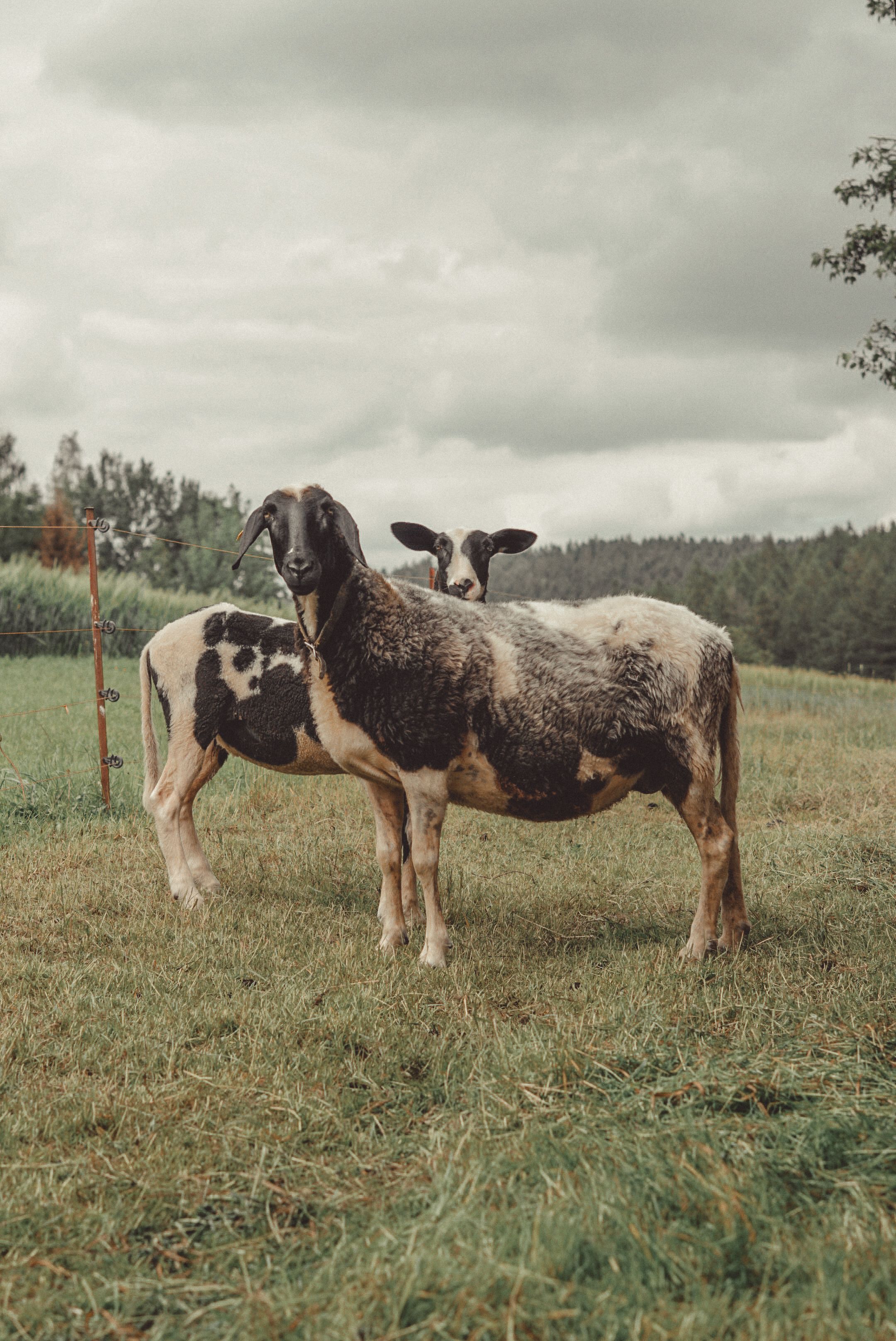 Two sheep grazing in a lush green German pasture under a cloudy sky, showcasing rural life.