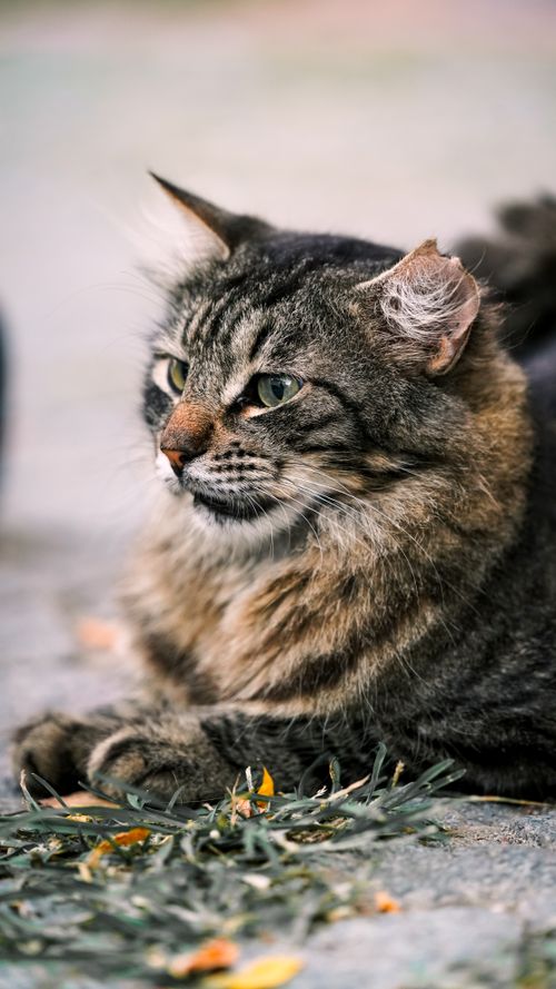 Free An adorable tabby cat lying on grass with selective focus and vibrant detail. Stock Photo