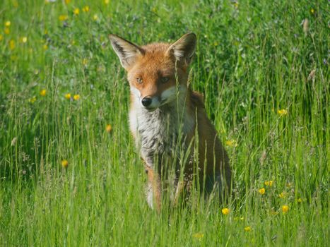 fox photo