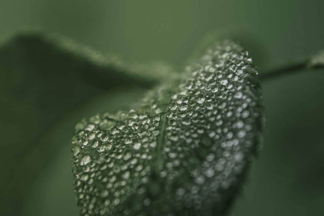 綠葉上的露珠的宏觀攝影