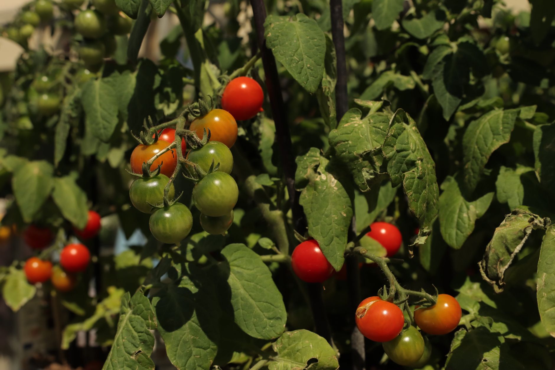 Best Tomato Cages 2026: Heavy-Duty, Spiral & Square