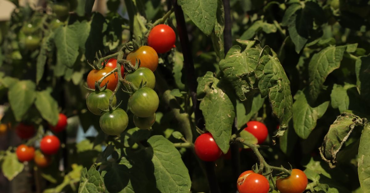 Comment réussir la culture des tomates dans votre jardin