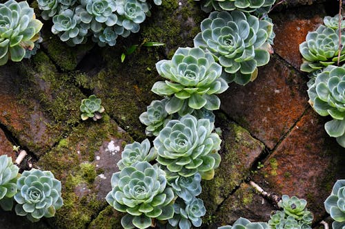 Základová fotografie zdarma na téma detail, dlažba, listy