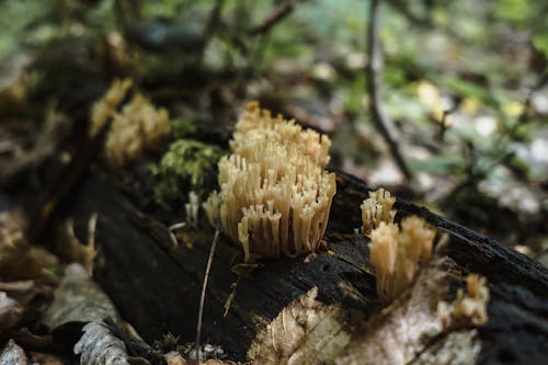 Бесплатное стоковое фото с ramaria flava, дерево, заводы