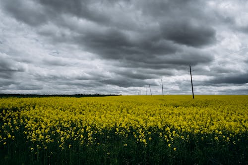 Бесплатное стоковое фото с графство, канолы, облачный
