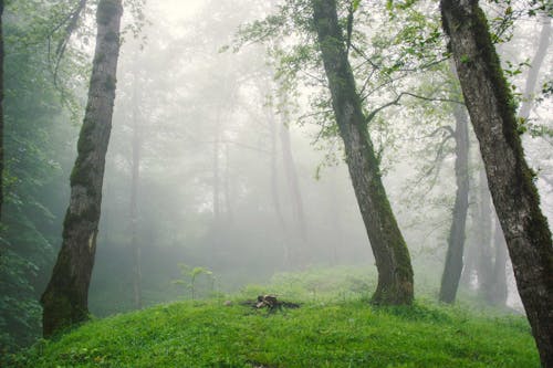 Fog around Trees in Forest