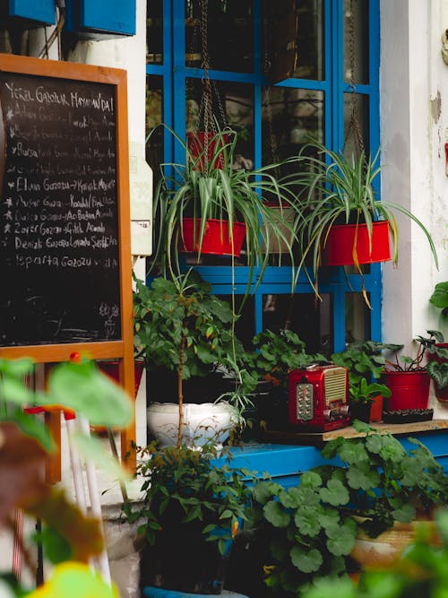 Potted Plants Decorating the Exterior of a Shop 