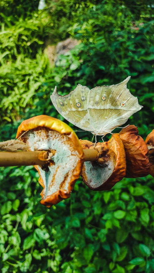 Free stock photo of butterfly