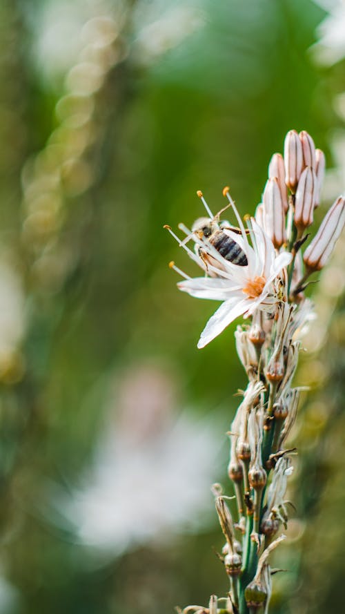 Free stock photo of bee, flower