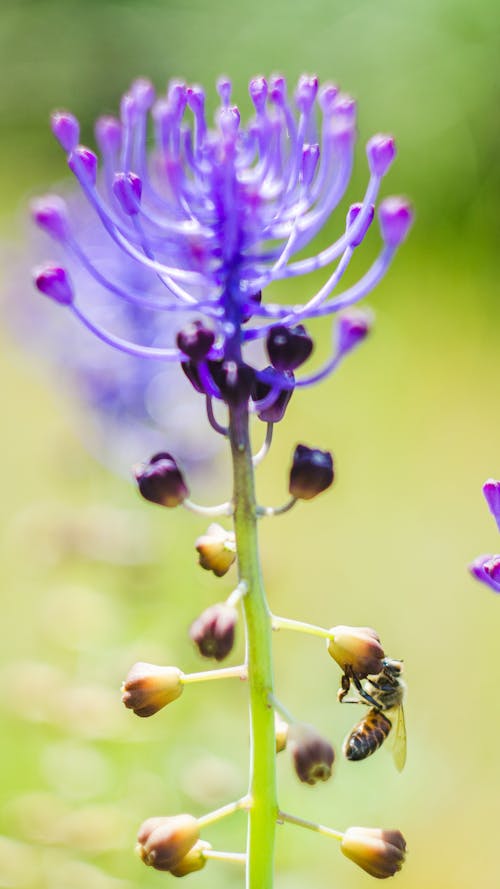 Free stock photo of bee, flower