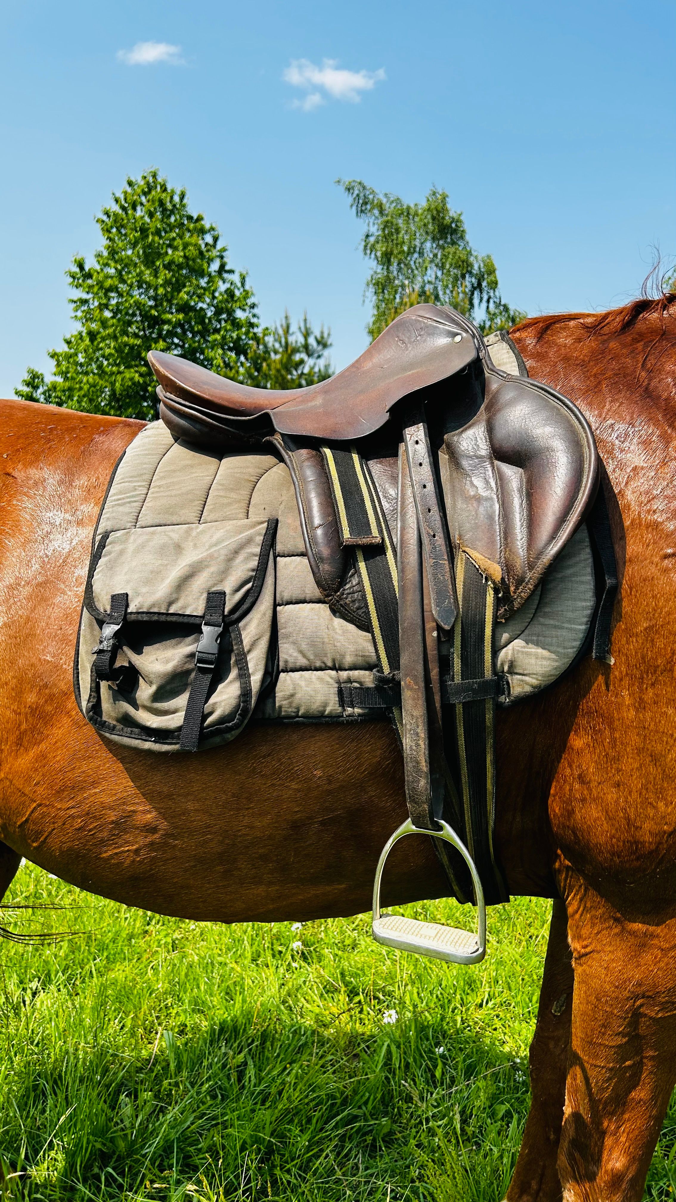 A close-up view of a saddled brown horse standing in a sunny green pasture outdoors.