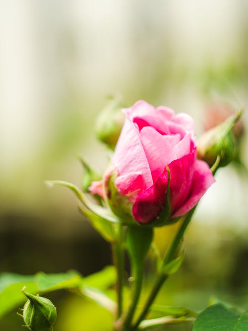 Free stock photo of rose