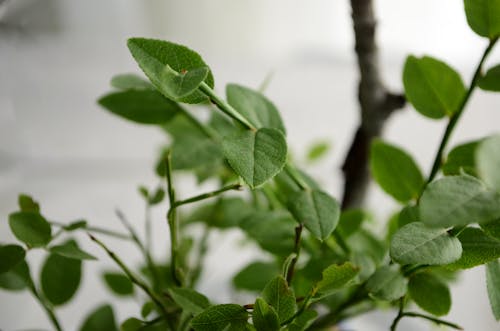 Fotografia Com Foco Seletivo De Planta De Folha Verde