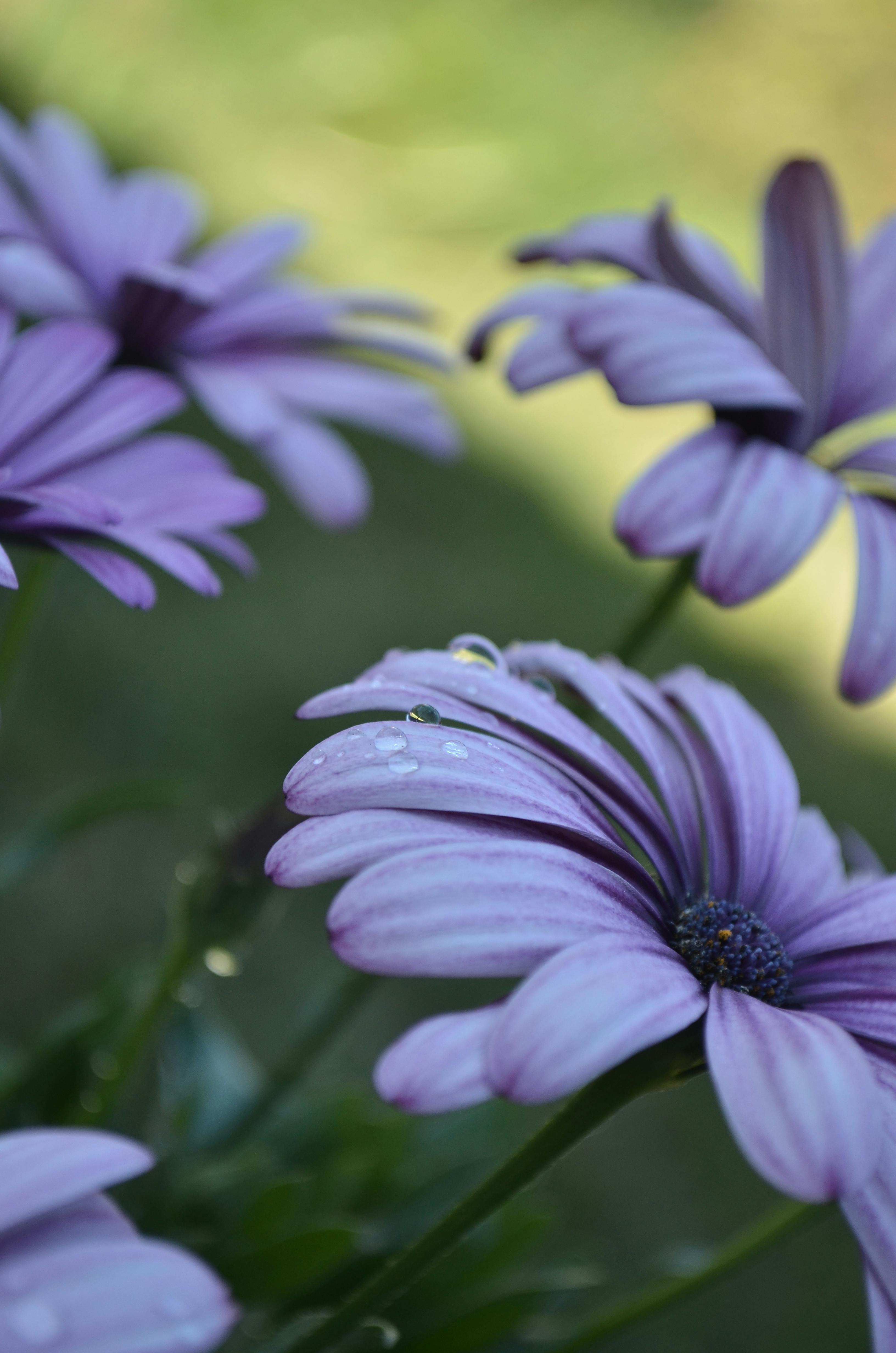 selective focus photography of purple african daisy flowers