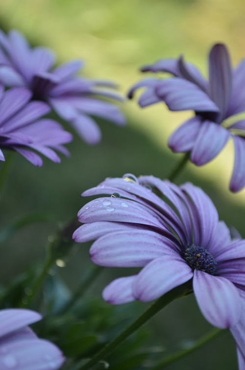 Selective Focus Photography Of Purple African Daisy Flowers