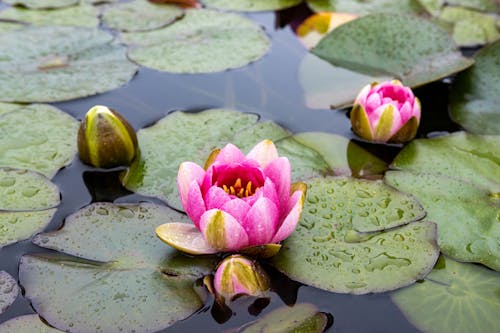 Immagine gratuita di acqua, avvicinamento, fiore di loto