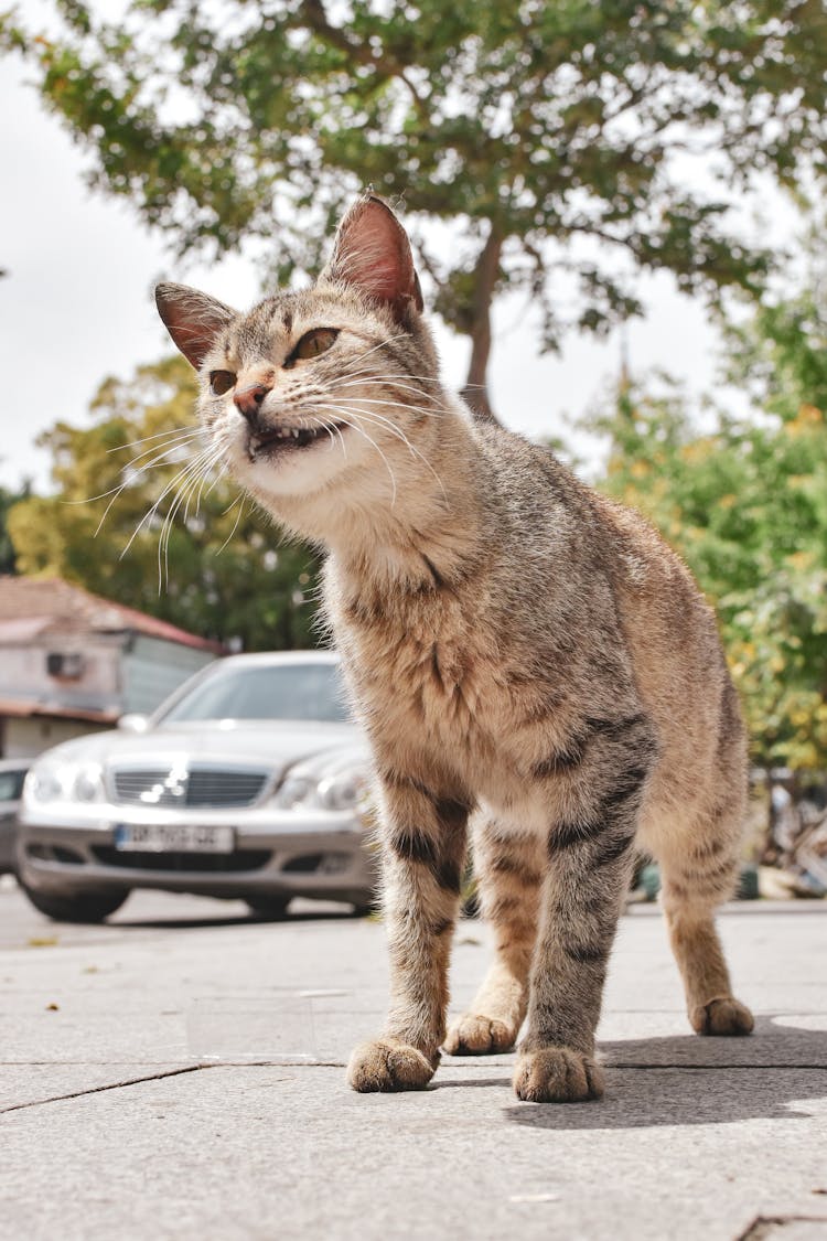 Cute Cat Walking On Ground On Street