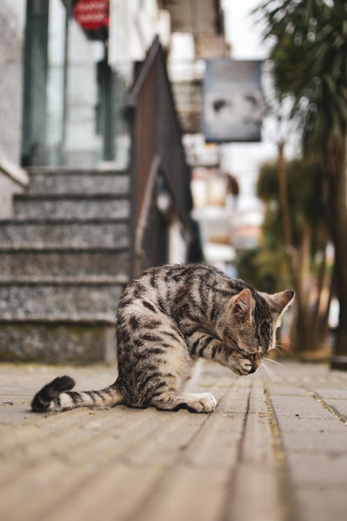 A Little Cat Sitting on a Street