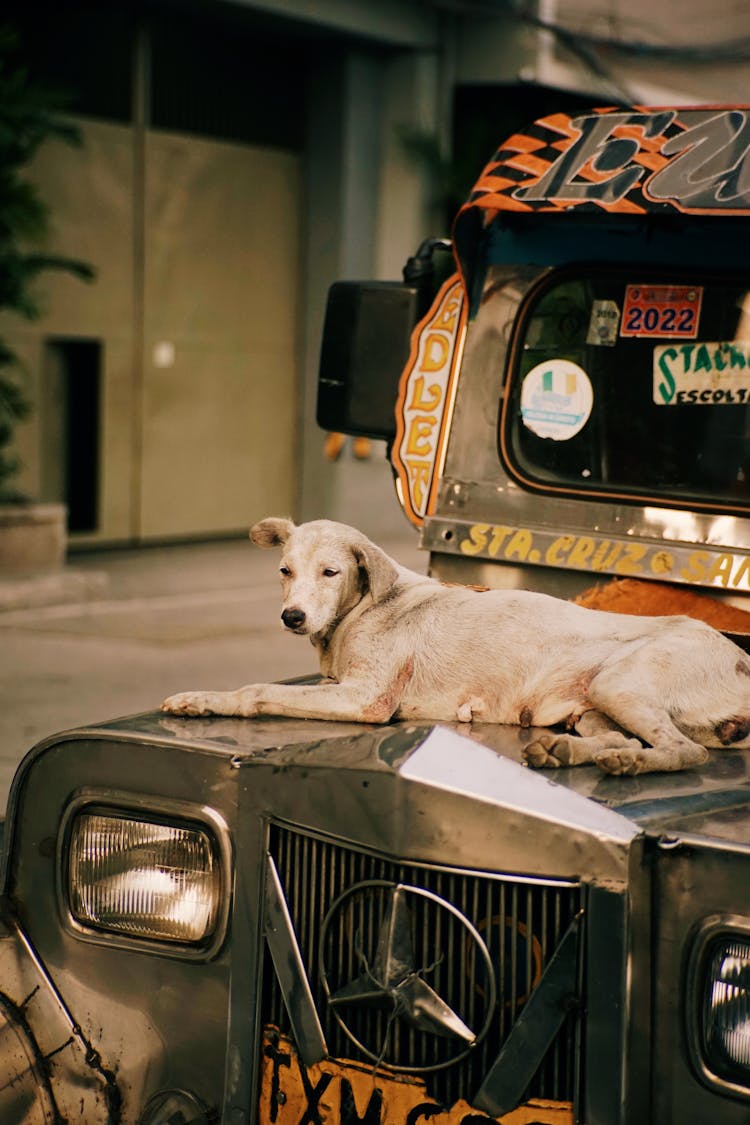 Dog Lying On A Car Hood