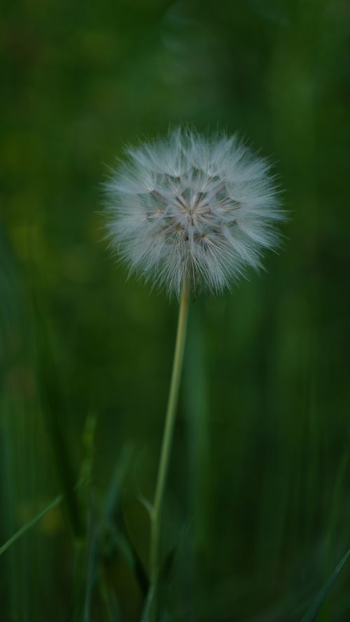 Free A detailed close-up of a dandelion against a lush green background. Stock Photo