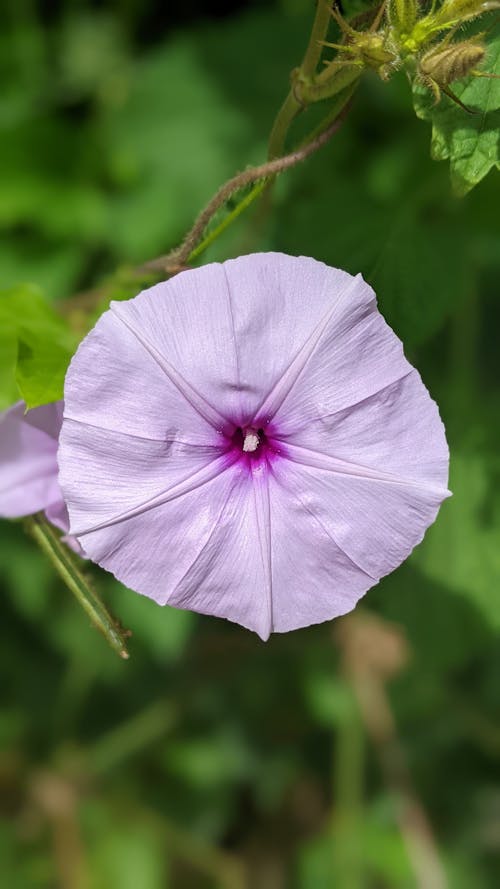 Close-Up Photo of a Pale Violet Morning Glory Flower
