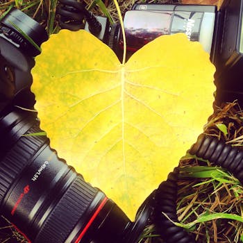 Free stock photo of love, heart, yellow, photography