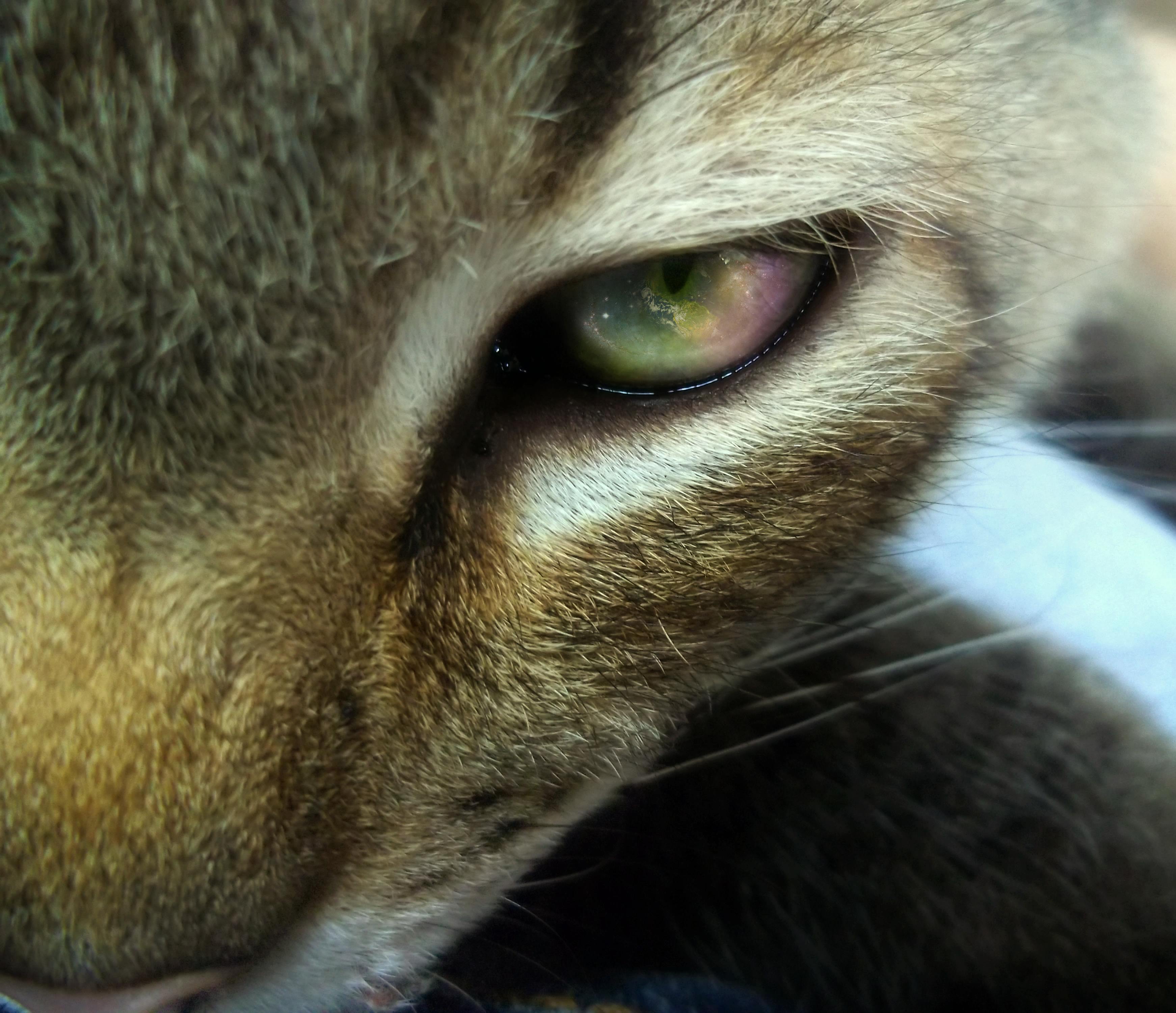 Foto Stok Gratis Tentang Foto Hewan Kucing Mata Yang Cantik